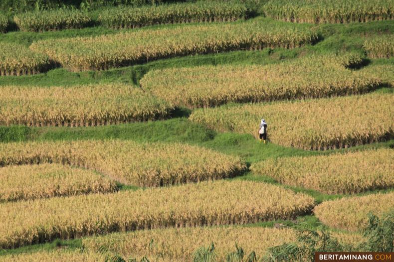 Petani berjalan di area persawahan di Limo Kaum, Tanah Datar, Sumbar. Foto Adi Prima