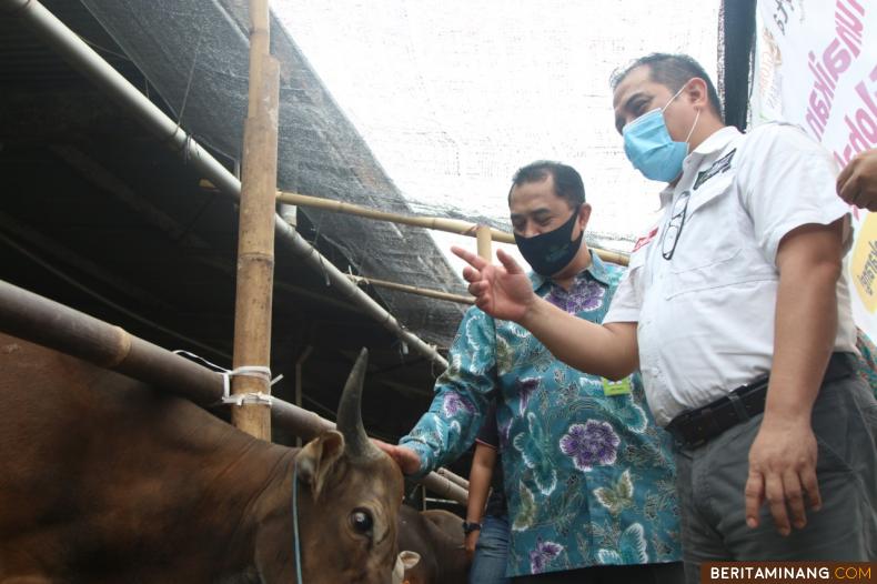 Presiden ACT Ibnu Khajar saat melihat hewan Qurban. Foto Humas ACT