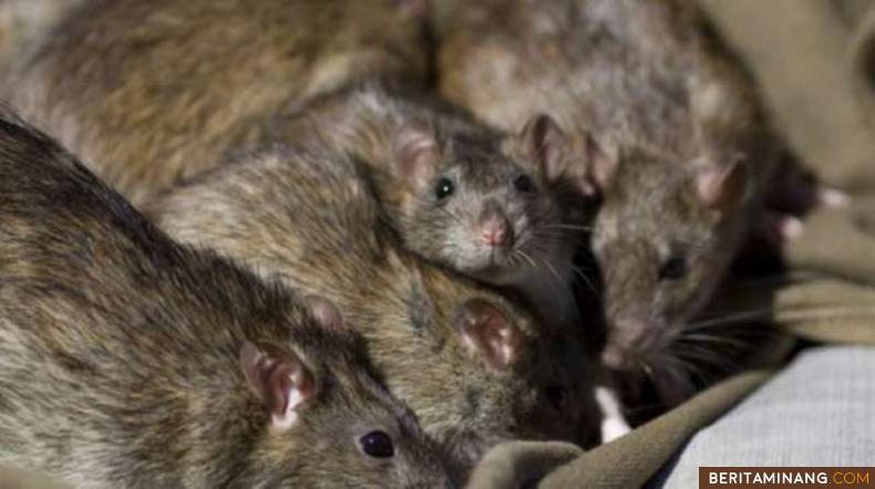 Ilustrasi beberapa ekor tikus. [Shutterstock]
