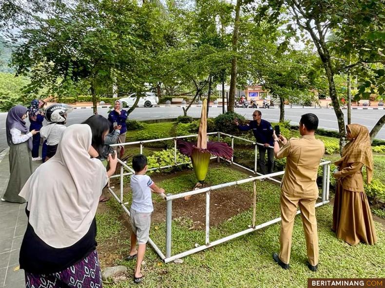 Bunga Bangkai yang tumbuh di depan gerbang kawasan Pusat Dokumentasi dan Informasi Kebudayaan Minangkabau Kota Padang Panjang, Selasa (5/7).