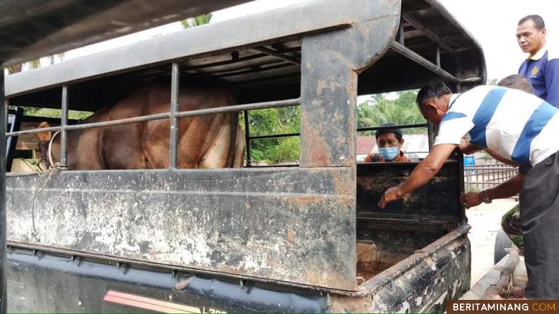 Petugas dari Disnakerans Sijunjung dibantu petugas Pasar Ternak Pangki Kabupaten Sijunjung sedang menaikkan hewan kurban ke mobil untuk diantarkan ke lokasi transmigran Padang Tarok SP.1. Foto Humas Disnakertrans Sijunjung