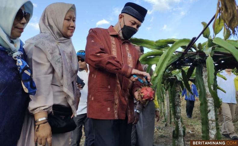 Gubernur Sumatera barat Mahyeldi saat meninjau pertanian Kampung Naga di Nagari Kacang Kabupaten Solok.