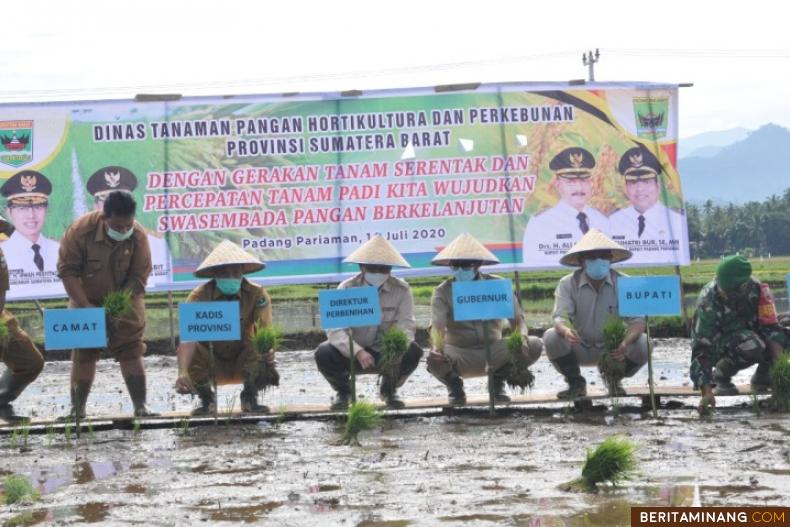 Gubernur Sumatera Barat Irwan Prayitno bersama Bupati Padang Pariaman Ali Mukhni saat tanam padi serentak, di Pungguang Kasiak Kecamatan Lubuk Alung. Foto Humas Sumbar