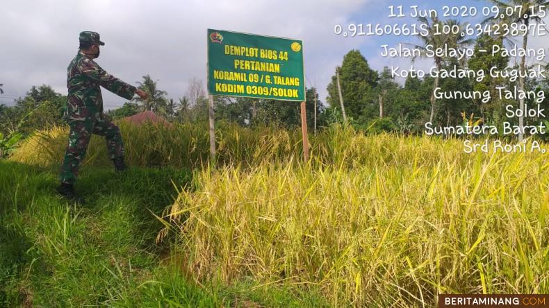 Tanaman padi yang tumbuh subur gunakan Bios 44 di Gunung Talang, Solok. Foto Siska