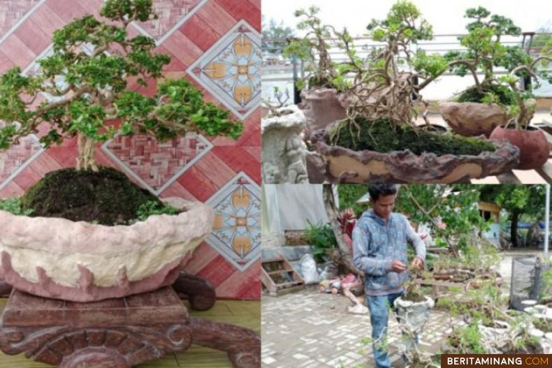 Eko, sedang membentuk dan merawat tanaman bonsai miliknya di dekat Talao Pauah Kota Pariaman. Foto Kominfo Pariaman