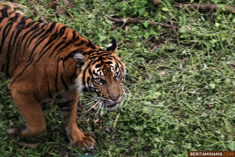 Ilustrasi Harimau Sumatera (Panthera tigris sumatrae) satwa dilindungi yang terancam punah. Foto: Adi Prima