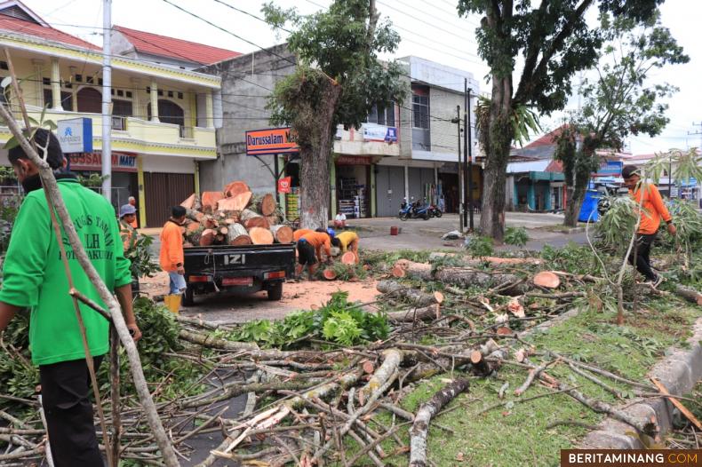 Pemko Tata Pohon Pelindung yang Berpotensi Tumbang dan Patah.