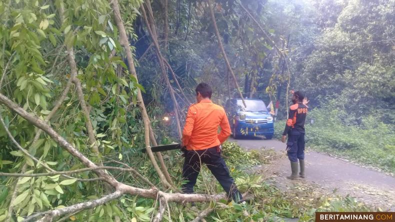 Personel BPBD saat mengevakuasi pohon tumbang di kawasan Kelok 44, Kabupaten Agam , Jumat (13/8). Foto: amcnews.co.id