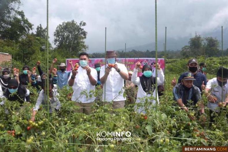 Wako Fadly Amran saat panen Tomat Corona di Lahan Pertanian  Kelompok Tani Jaya Bersama, Kelurahan Ganting.