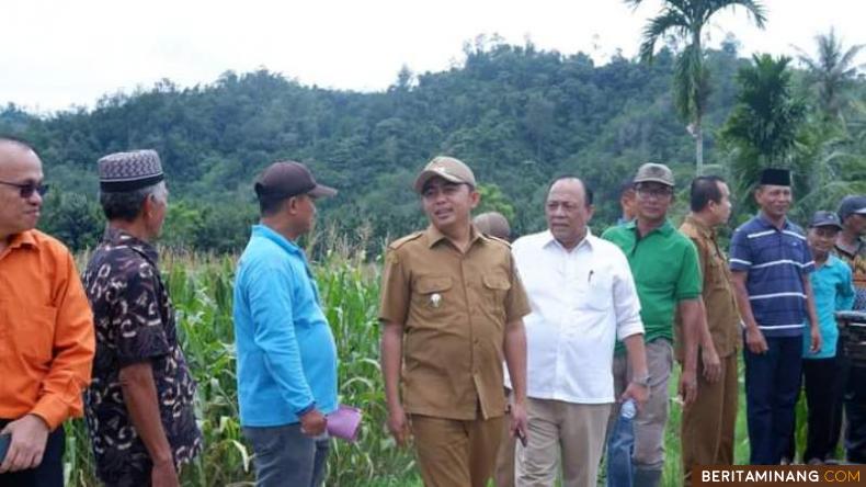 Wakil Bupati Rudi Hariansyah saat menghadiri acara kerjasama pengolahan jagung dengan kelompok tani di Batang Kapas, Selasa (1/11/2022).Foto: Kominfo Pessel