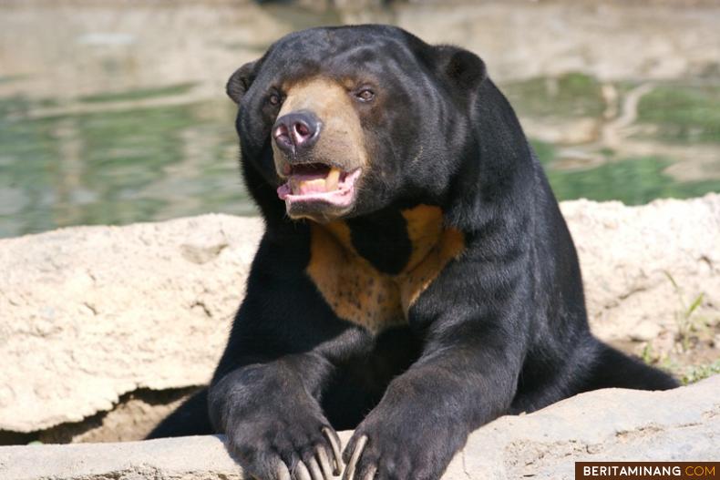 Ilustrasi beruang. (wikipedia)