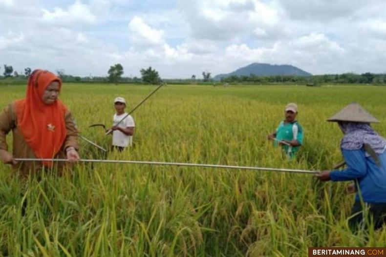 Petani sedang mengukur padi yang gunakan M70D sebelum dipanen di Dharmasraya. Foto Humas Dharmasraya
