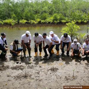 1.000 Pohon Mangrove Ditanam Sekolah Pascasarjana UNP di Desa Wisata Apar Pariaman