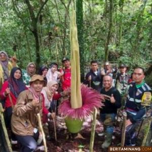 Bunga Bangkai Kembali Tumbuh di Bukit Tui Kota Padang Panjang