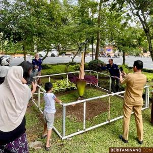 Bunga Bangkai Mekar Sempurna di Depan PDIKM Padang Panjang