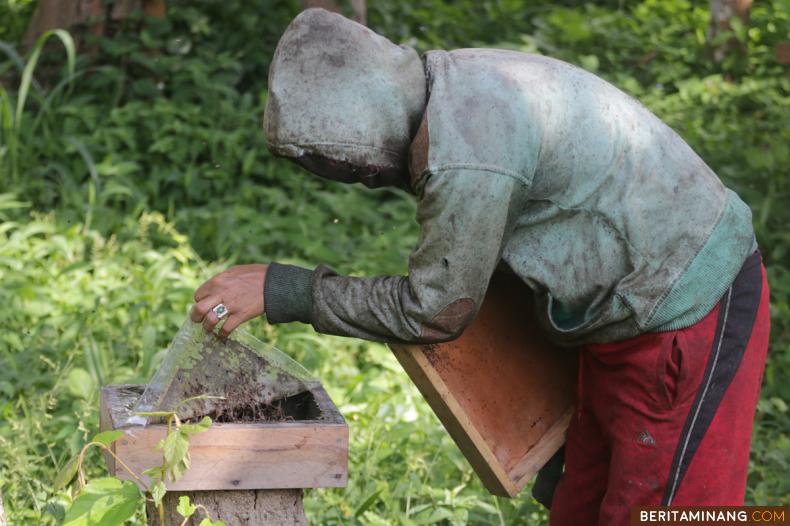 				Peternak memanen madu galo-galo atau lebah kelulut di Nagari Tabek, Tanah Datar, Sumbar, Sabtu (04/9/2021). Madu galo-galo yang banyak manfaatnya untuk kesehatan di jual mulai Rp 125.000 per botol ukuran 250 ml oleh peternak. (Beritaminang/AP).						