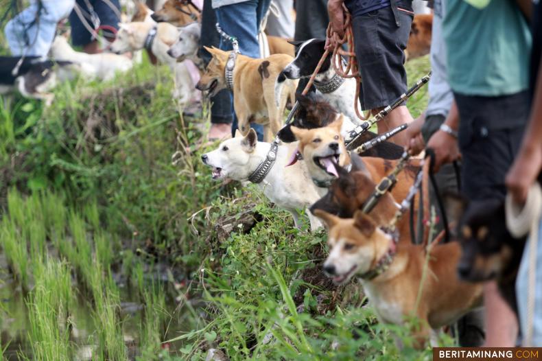 				Sejumlah anjing pemburu bersiap mengejar babi pada acara Buru Alek Piyai di Batusangkar, Tanah Datar, Sumbar, Minggu (22/11/2020). Pada acara kali ini panitia pelaksana memberlakukan protokol kesehatan Covid-19 bagi kepada seluruh peserta dan tamu undangan buru alek. (Beritaminang/AP).						
