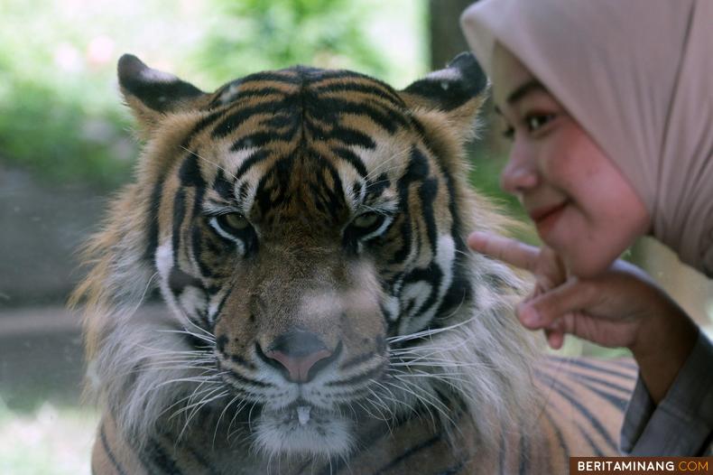 Pengunjung berfoto dengan harimau sumatra (Panthera tigris sumatrae) di Taman Marga Satwa dan Budaya Kinantan (TMSBK) Bukittinggi, Bukittinggi, Sumbar, Jumat (29/7/2022). Setiap tanggal 29 Juli setiap tahunnya diperingati sebagai Global Tiger Day atau Hari Harimau Sedunia. (Beritaminang/AP).