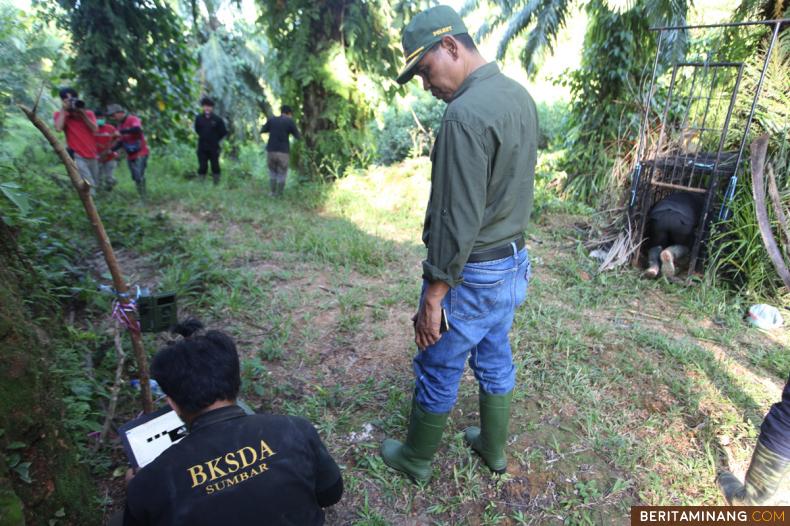 				Anggota Balai Konservasi Sumber Daya Alam (BKSDA) Sumatera Barat (Sumbar) memasang kandang jebak satwa liar di Pasaman Barat, Sumbar, Sabtu (17/7/2021). Harimau Sumatera (Phantera tigris sumatrae) dilaporkan telah memangsa lima ekor ternak warga di sekitar lahan sawit. (Beritaminang/AP).						