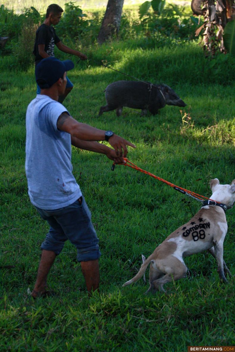 				Pemilik melatih anjing berburu babi di Piliang, Batusangkar, Sumbar, Jumat (17/07/2020). Pemilik rutin melatih anjing berburu babi supaya fisik dan insting berburu anjing tetap terjaga. (Beritaminang/Adi Prima).						