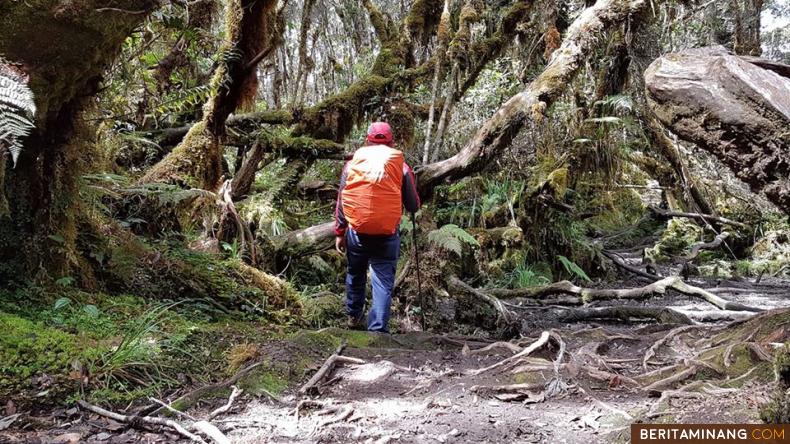 SENDIRI DI HUTAN - Seorang pendaki tampak berada di tengah Hutan Gunung Singgalang. Pepohonan tampak begitu tua dan berlumut, menandakan hutas masih asli dan tidak banyak dirusak. Foto Sutomo