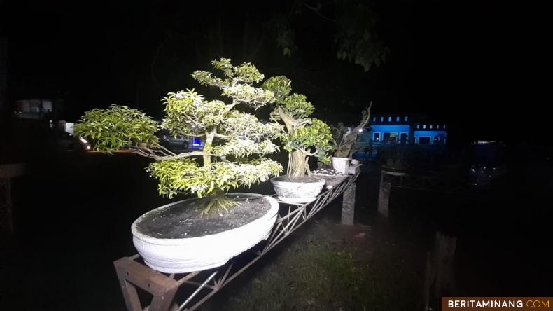 https://www.beritaminang.com/photos/foto/foto-pameran-bonsai-bisnis-ditengah-pandemi-di_foto1_270920080835.jpeg