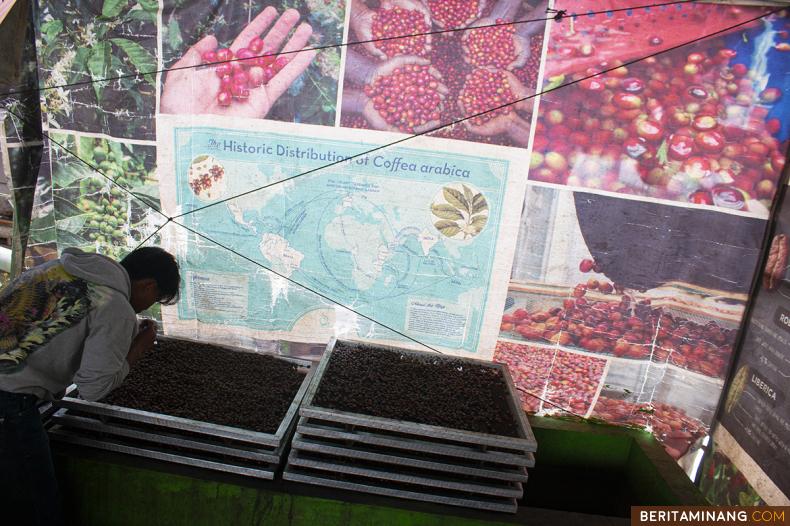 Proses pasca panen pengolahan fermentasi biji kopi jenis arabica di Tabek Patah, Tanah Datar, Sumbar, Rabu (18/1/2023). Data BPS sepanjang 2022 Indonesia mengekspor kopi seberat 434,19 ribu ton dengan nilai mencapai USD 1,13 miliar. Kuatnya pertumbuhan ekonomi Indonesia didukung oleh ekspor yang tetap tumbuh tinggi dan membantu meningkatkan devisa negara. (Beritaminang/Adi Prima)						