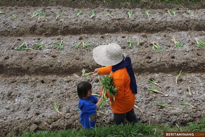Petani menanam bawang prei di Nagari Tuo Pariangan, Tanah Datar, Sumbar, Jumat (13/1/2023). (Beritaminang/Adi Prima).