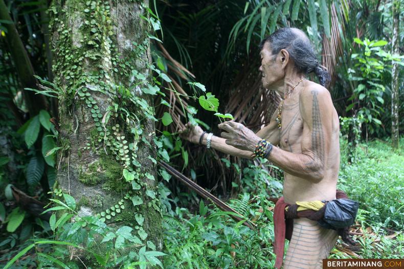 Aman Pagetai Ogok Sikerei (Paramedis tradisional Mentawai) mengambil tanaman obat Talingengeng (Piper battle linn) yang biasa digunakan untuk obat luka, obat sakit kepala dan pegal-pegal di hutan Dusun Maseppaket, Desa Madobag, Siberut Selatan, Kepuluan Mentawai, Sumbar, Rabu (24/8/2022). (Beritaminang/Adi Prima).
